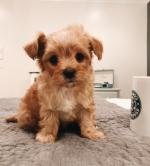 vrouwelijke MaltiPoo-puppy te koop